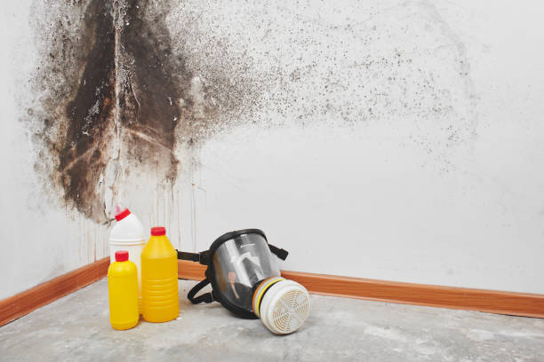 Attic Mold Removal in East Lexington, VA