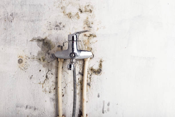 Best Local Mold Removal Service  in East Lexington, VA