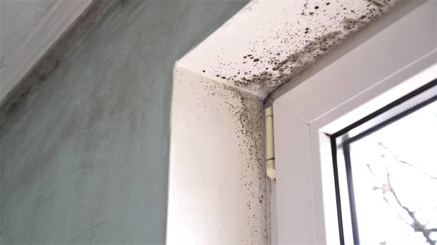 Crawl Space Mold Removal in East Lexington, VA