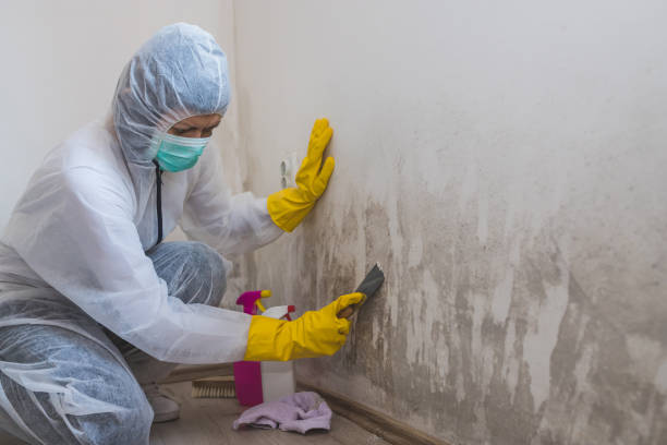 Best Mold Damage Repair  in East Lexington, VA