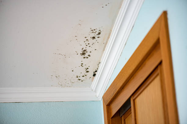 Best Commercial Mold Removal  in East Lexington, VA