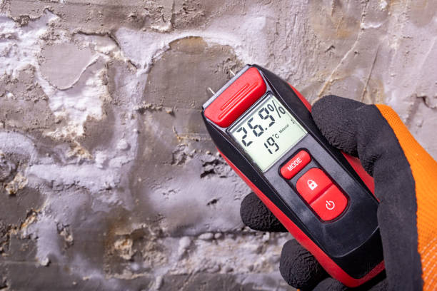 Best Mold Removal Company Near Me  in East Lexington, VA