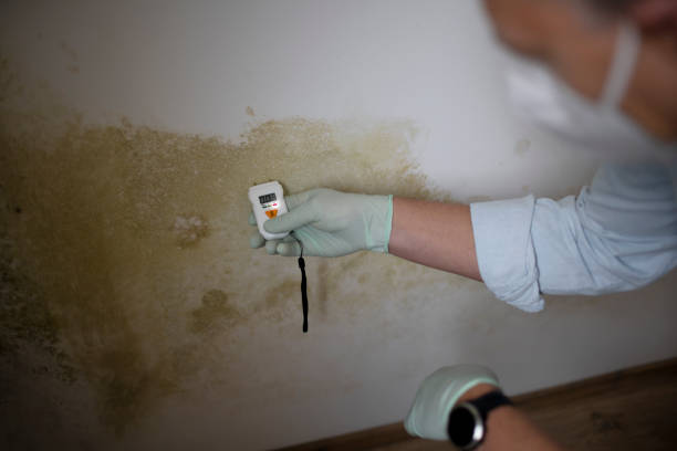  East Lexington, VA Mold Removal Pros