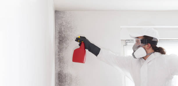 Best Affordable Mold Removal  in East Lexington, VA
