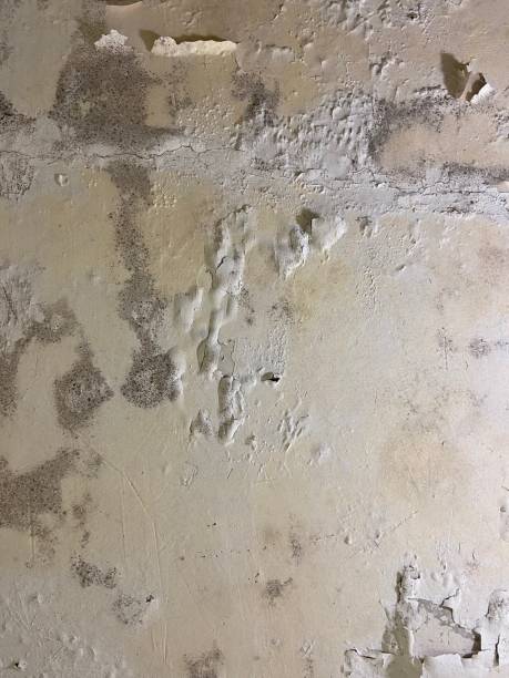 Best Commercial Mold Removal  in East Lexington, VA