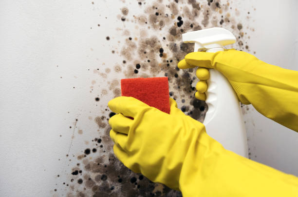 Best Fast Mold Removal  in East Lexington, VA