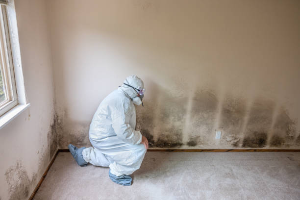 Best Best Mold Removal Companies  in East Lexington, VA