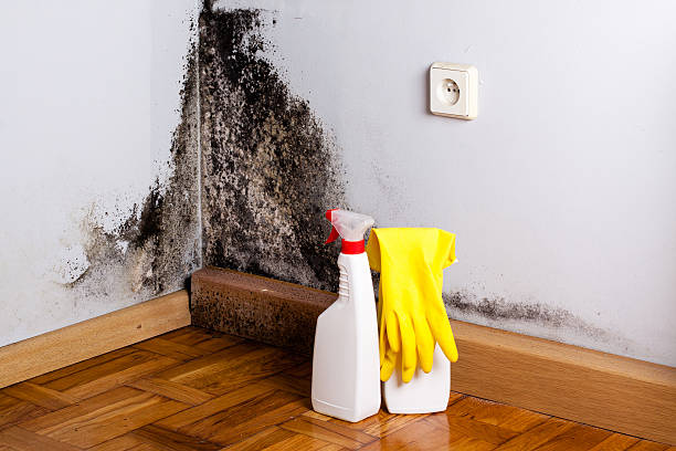 Best Mold Removal Company Near Me  in East Lexington, VA