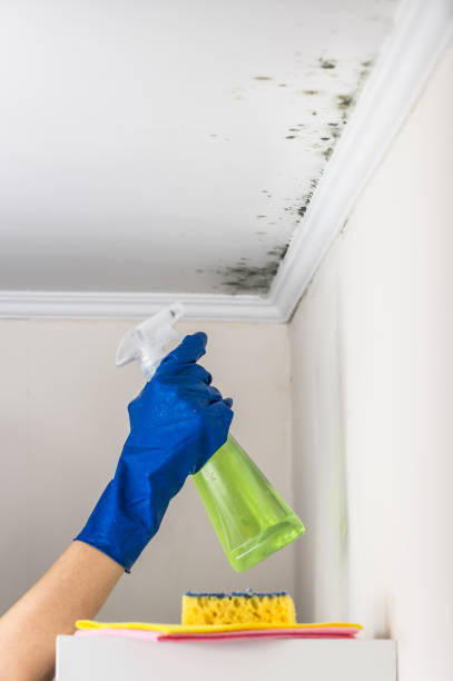 Trusted East Lexington, VA Mold Removal Experts
