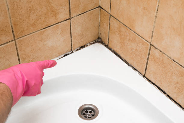 Best Fast Mold Removal  in East Lexington, VA
