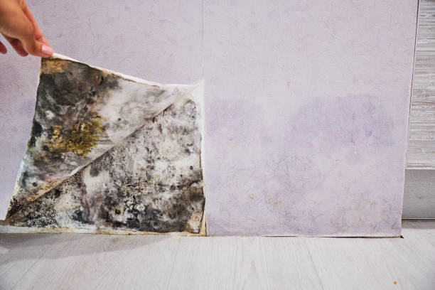 Best Mold Removal Near Me  in East Lexington, VA